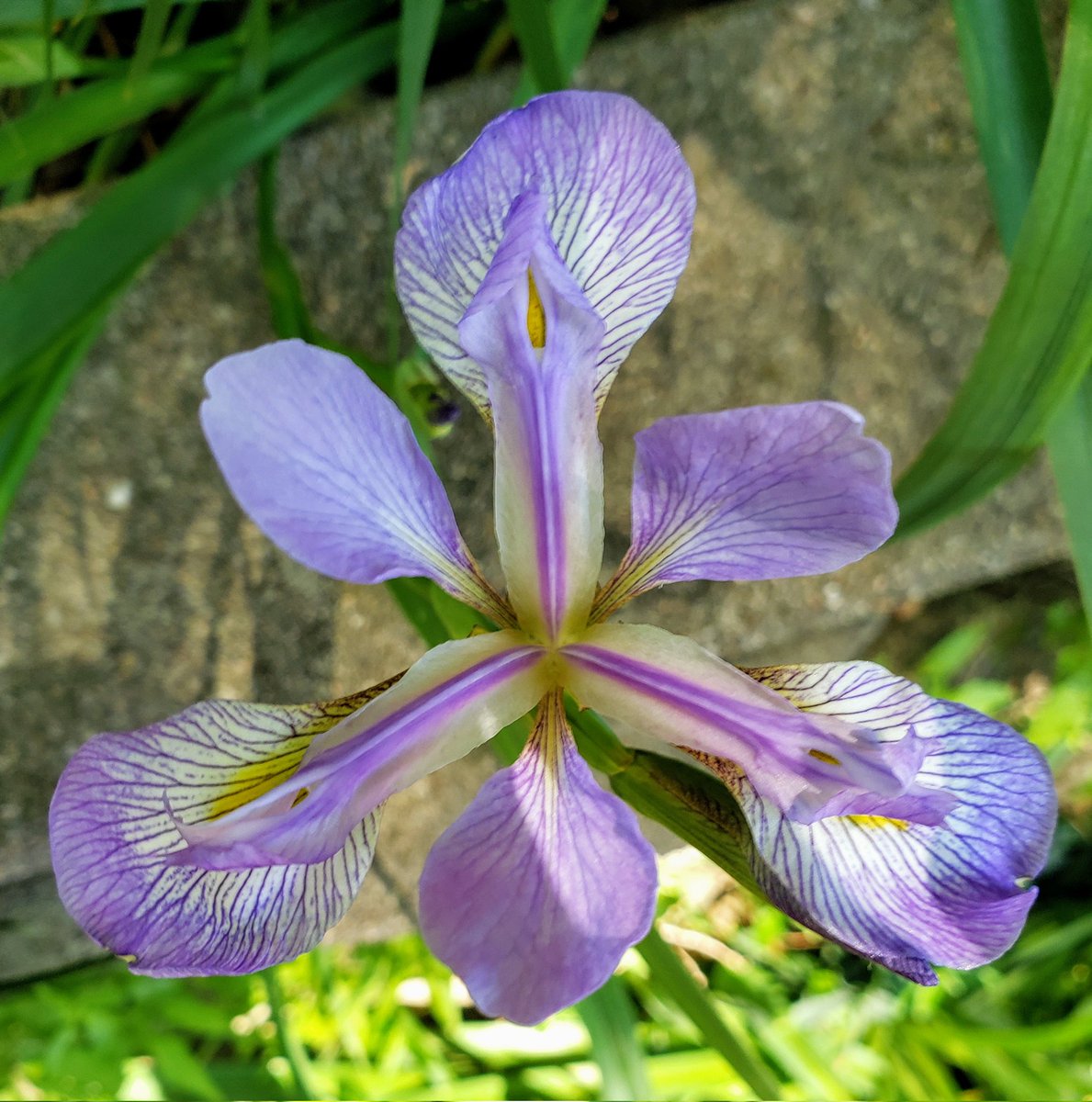 Iris in my garden.