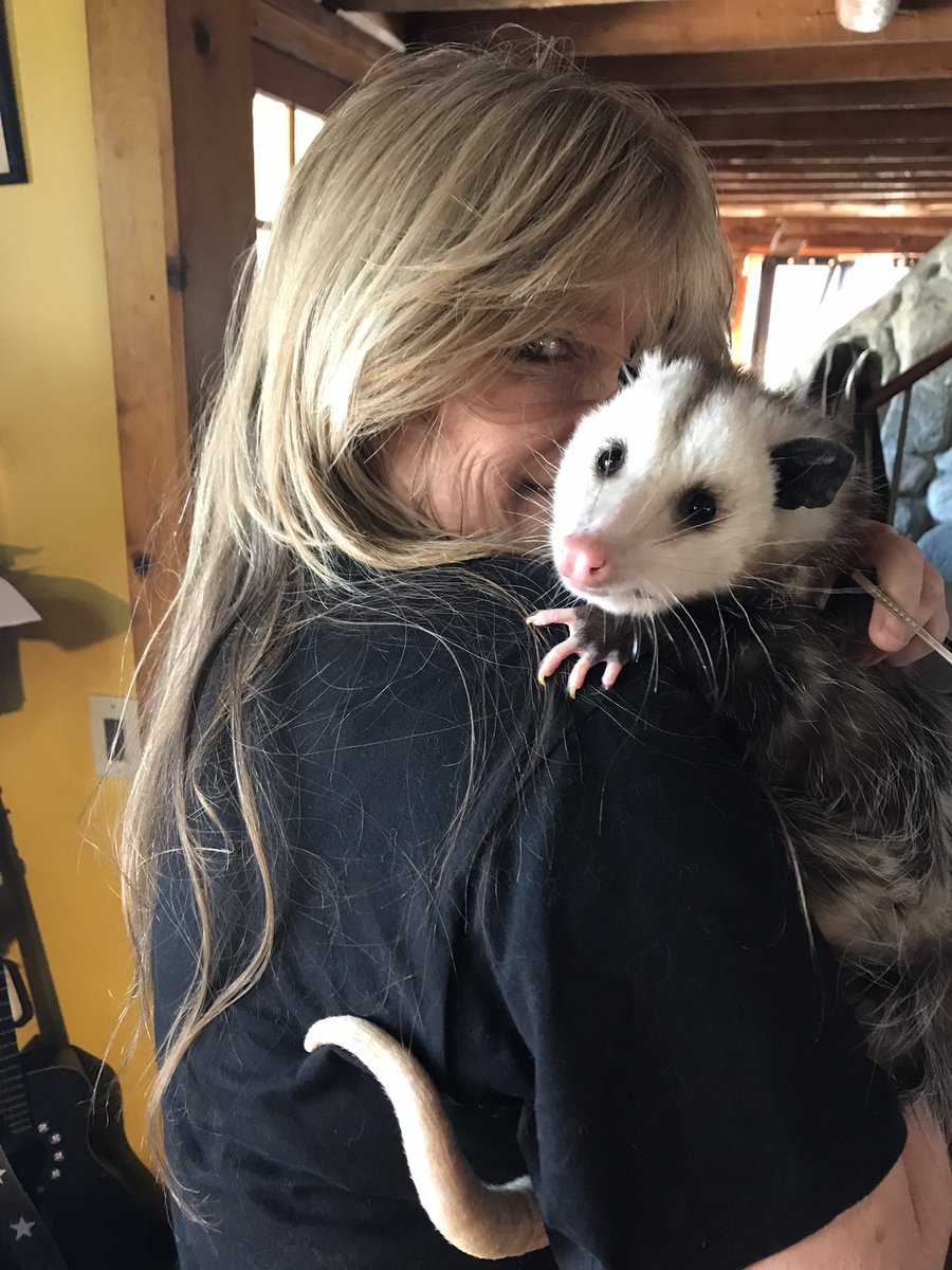 susanol10603242's tweet photo. @TuckerCarlson We need opossums more than ever!!!! They eat the ticks! If you see an opossum in your yard, be grateful! They don’t carry rabies. They’re very docile and they will keep your household free from Lyme disease. Get some grapes and make a friend! https://t.co/TmclfSJRRV