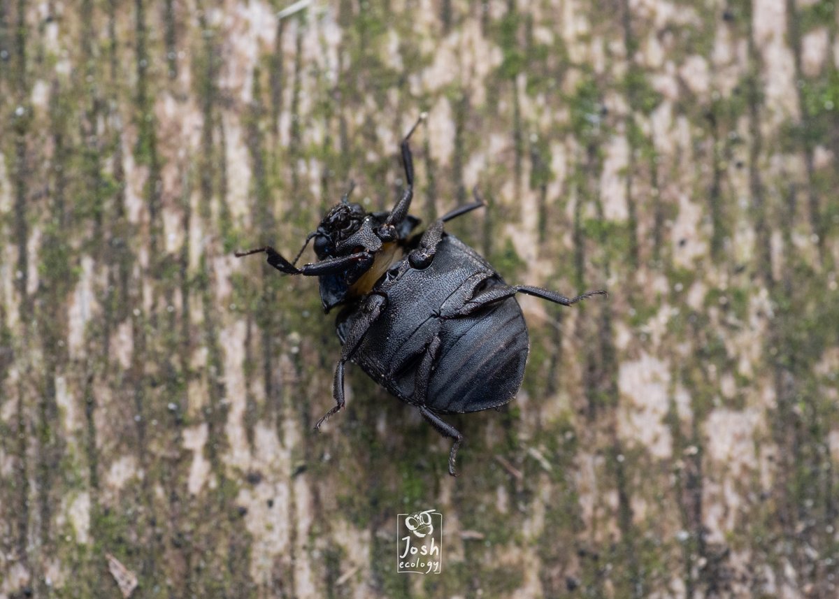 Incredible how fast @OMSYSTEMcameras were w/ repairing my 60mm lens! Shipped on 29th April returned on 10th May! My 1st subject to shoot was this funky pill beetle Cytilus sericeus (Byrrhidae). They have grooves on underside body to morph into a pill-shape. Found Lagan Towpath.