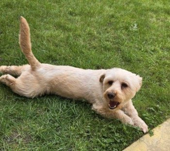 millypod1's tweet photo. 🆘10 MAY 2024 #Lost MILO #ScanMe
YOUNG White/ Cream Shih Tzu Male
#FrimleyGreen Borough #SurreyHeath #Surrey #GU16 https://t.co/aeuPEgS9M1 https://t.co/oT9cXw7TP8