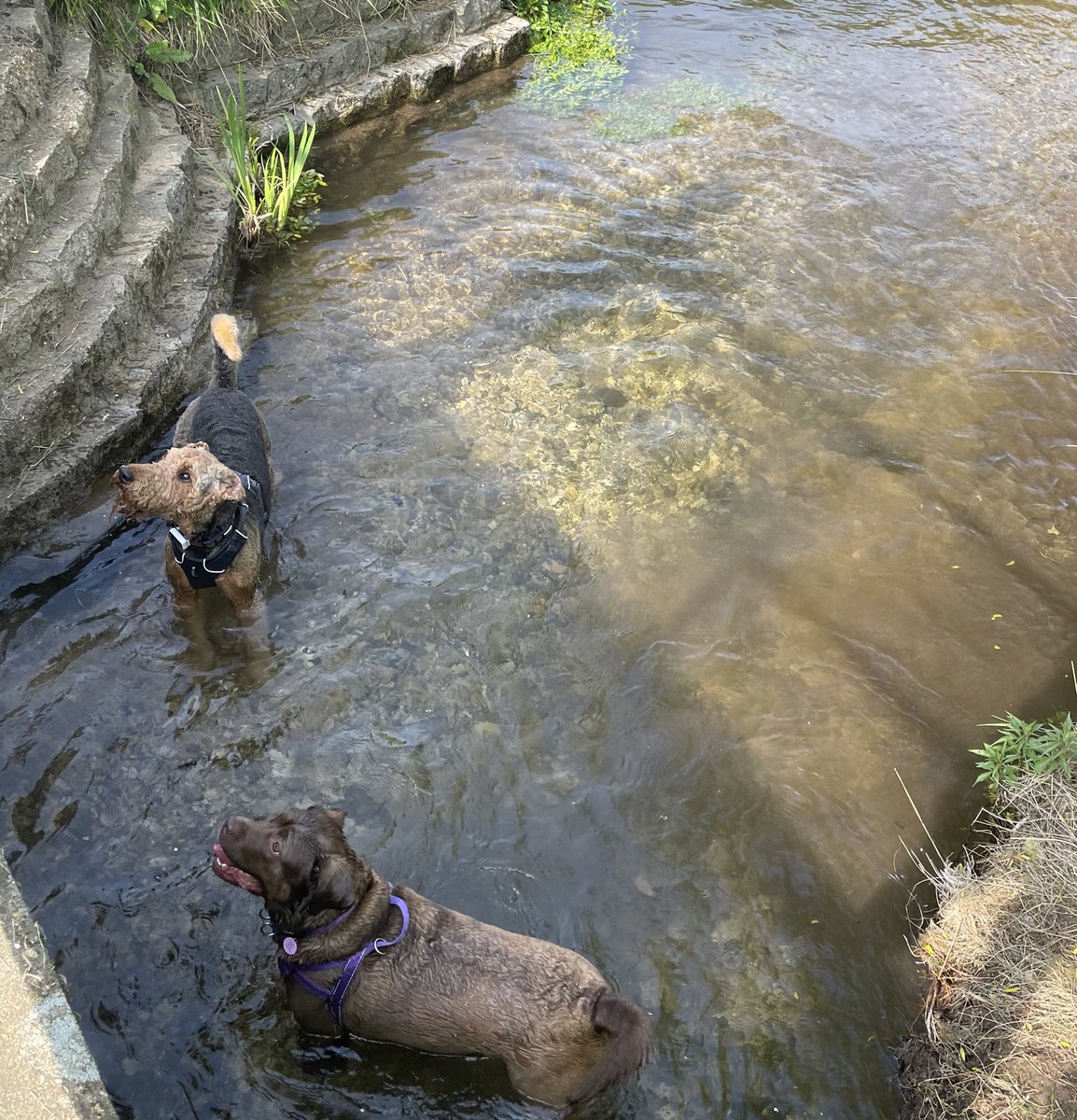 Lovely sunny day for a walk, doing a Dudley @BletchleyBark, and a dip with a pal!!