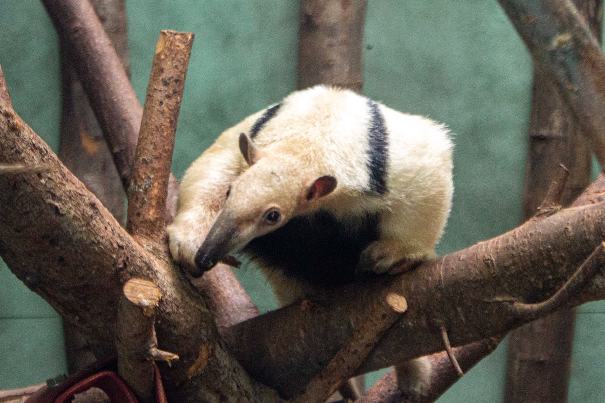 Tamandua (@chesterzoo, Chester, March 2024) #photography #animalphotography #zoophotography #zoo #animals #conservation #mammals #anteater #Tamandua #ChesterZoo #Chester