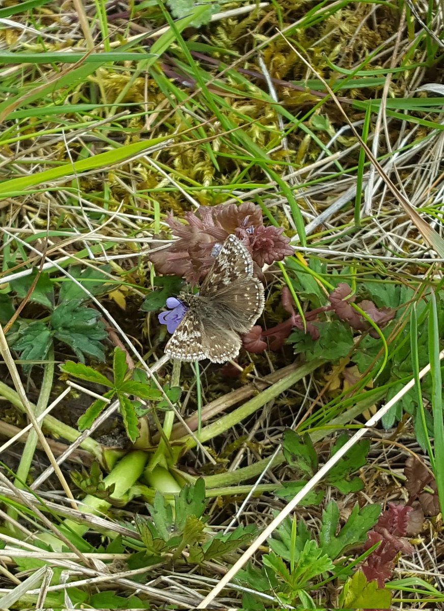Skippers on the wing @Kilvingtonlakes saw about 8 Dingy and 1 Grizzled.