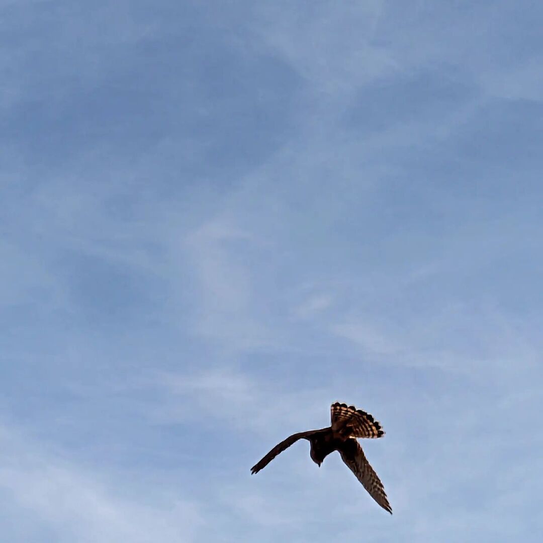 Kestrel going on for the k̶i̶l̶l̶ miss in Whitley Bay this afternoon

#kestrel #whitleybay #duchessdene #birdofprey #livingbythewater