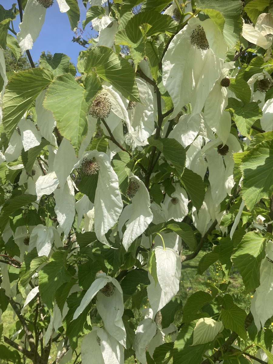 Davidia involucrata ‘Sonoma’ looking stunning in the @TGardenHouse arboretum today.