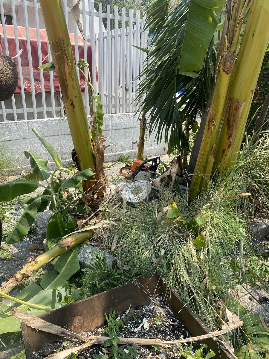 Derribo de árbol. No quieren presentar autorización. 

Pueden enviar inspectores? 

Calle Justo sierra esquina valle Andres Teran.

<a href="/GuadalajaraGob/">Gobierno de Guadalajara</a> <a href="/PabloLemusN/">Pablo Lemus Navarro</a>