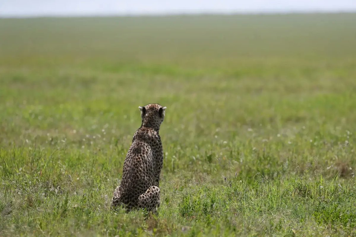 Serengeti Cheetah (@serengeticheeta) on Twitter photo A fleeting glance captures the essence of the wild. #DM1101FC
<a href="/SarahMDurant/">Prof Sarah Durant</a> <a href="/hmk_oneill/">Dr Helen O'Neill</a> <a href="/AnneWHilborn/">Anne Hilborn</a> <a href="/OfficialZSL/">ZSL</a> <a href="/CCIAfrica/">Africa Range Wide Cheetah Conservation Initiative</a> <a href="/MunisiKelvin/">kelvin munisi</a> <a href="/denzminja271/">Dennis</a> A fleeting glance captures the essence of the wild. #DM1101FC
<a href="/SarahMDurant/">Prof Sarah Durant</a> <a href="/hmk_oneill/">Dr Helen O'Neill</a> <a href="/AnneWHilborn/">Anne Hilborn</a> <a href="/OfficialZSL/">ZSL</a> <a href="/CCIAfrica/">Africa Range Wide Cheetah Conservation Initiative</a> <a href="/MunisiKelvin/">kelvin munisi</a> <a href="/denzminja271/">Dennis</a>