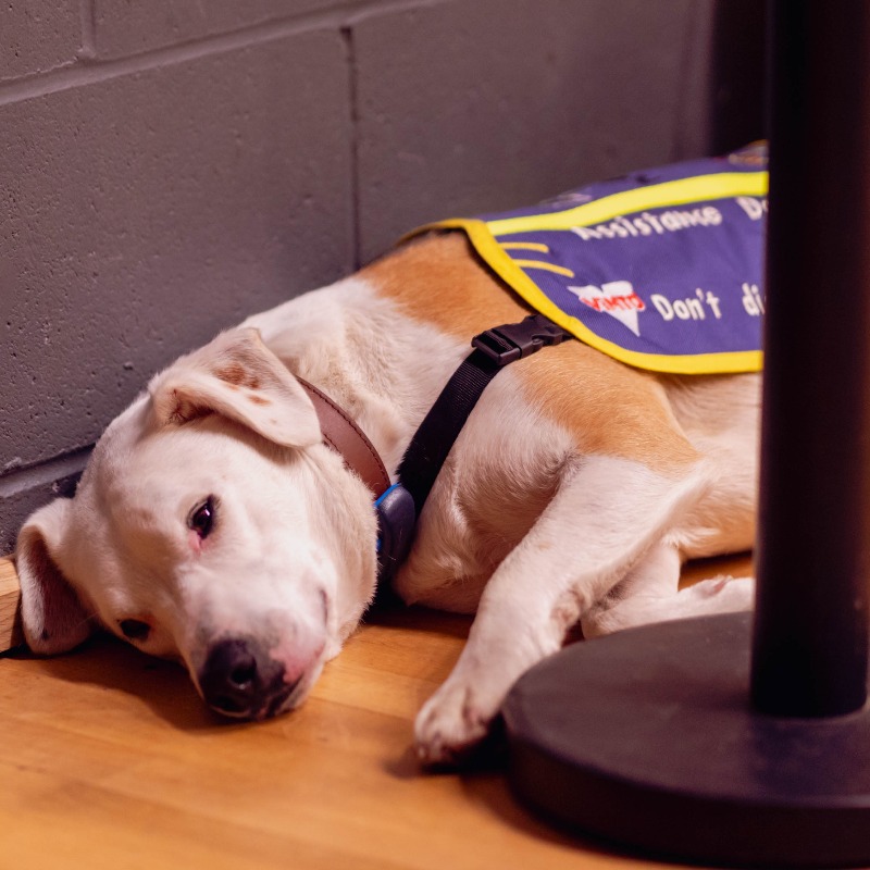 🫶 We've said it before and we'll say it again; netball fans are the best fans... Even in puppy form 🐶 #NSL2024 | #SeeUsNow