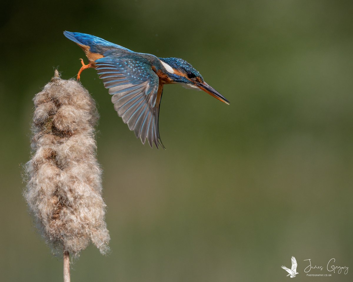 Kingfisher launches off a Bulrush (Lincolnshire Uk) #SonyAlpha #BirdsSeenIn2024 #thebritishwildlife #TwitterNatureCommunity #wildlifephotography #naturephotography @Natures_Voice