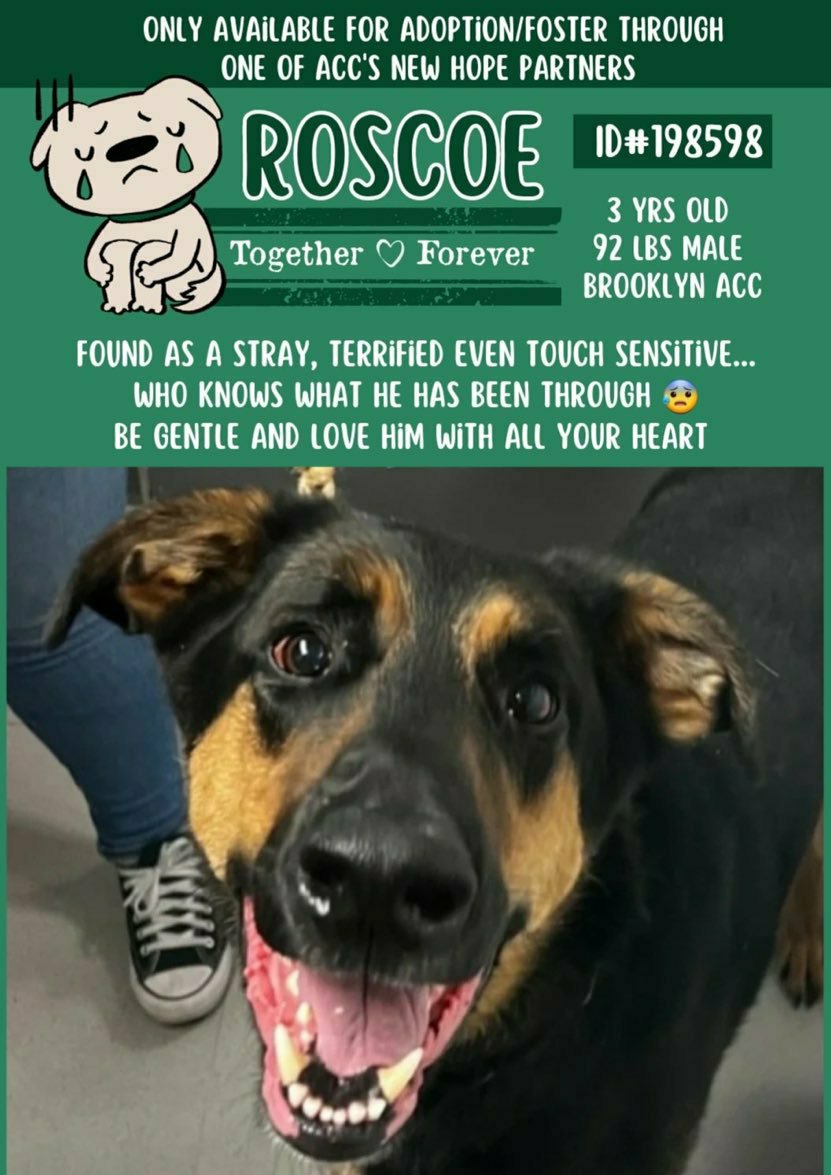 🆘️ NHO Kill Command ROSCOE 3yrs found Stray scared at shelter goodness knows what he's been through 💔 needs #Foster Urgently ‼️ 🙏 Rt Share #Pledge Dm @CathyPolicky @SuzanneSugar please watch his vid below thank you #FostersSaveLives #RescueMe #NYCACC Save Roscoe 🆘️