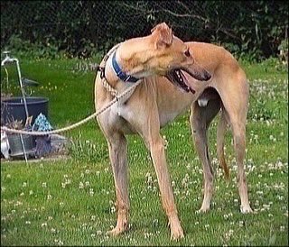 RetGreys_Cbury's tweet photo. Victor is a sweet lad however he is very nervous, but when out on he was good on the lead &amp; wasn’t reactive when meeting other dogs Victor is a very nervous dog who will need an understanding owner
Call 07783 367032
info@retiredgreyhoundscanterbury.co.uk
#TeamZay @centralparkdogs https://t.co/GvbwfZmdY6
