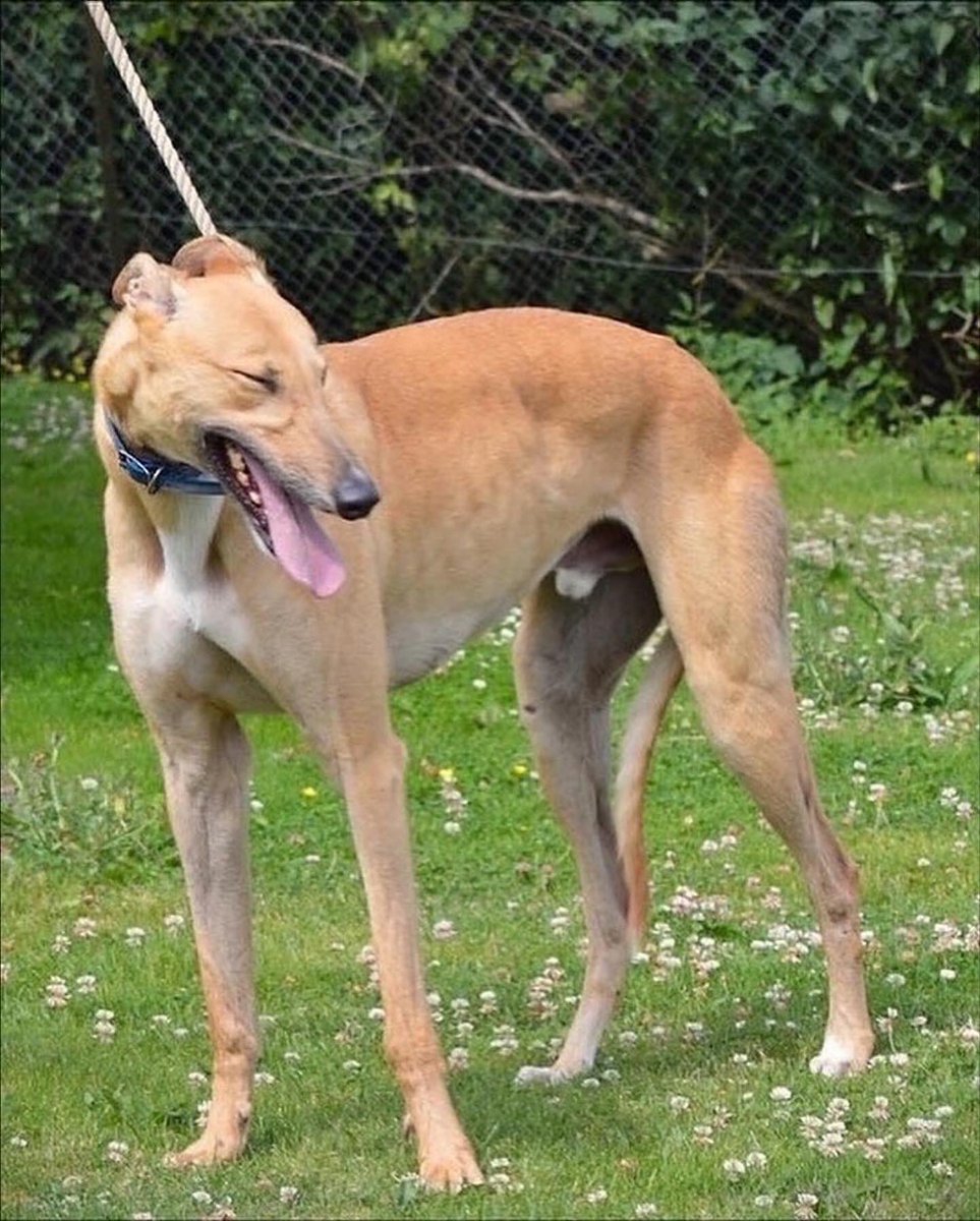 RetGreys_Cbury's tweet photo. Victor is a sweet lad however he is very nervous, but when out on he was good on the lead &amp; wasn’t reactive when meeting other dogs Victor is a very nervous dog who will need an understanding owner
Call 07783 367032
info@retiredgreyhoundscanterbury.co.uk
#TeamZay @centralparkdogs https://t.co/GvbwfZmdY6