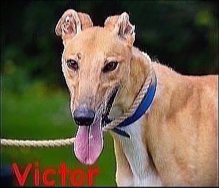 RetGreys_Cbury's tweet photo. Victor is a sweet lad however he is very nervous, but when out on he was good on the lead &amp; wasn’t reactive when meeting other dogs Victor is a very nervous dog who will need an understanding owner
Call 07783 367032
info@retiredgreyhoundscanterbury.co.uk
#TeamZay @centralparkdogs https://t.co/GvbwfZmdY6