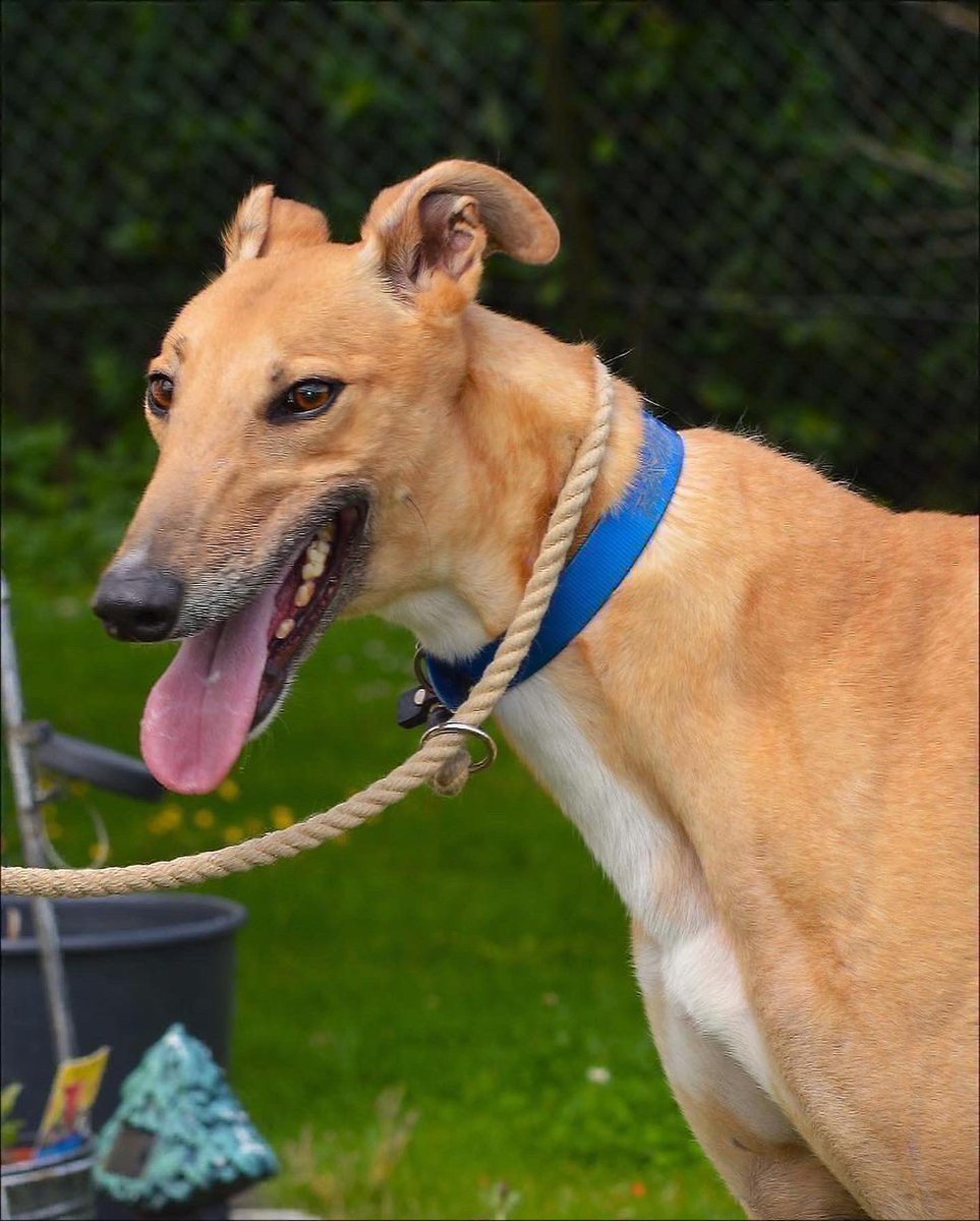 RetGreys_Cbury's tweet photo. Victor is a sweet lad however he is very nervous, but when out on he was good on the lead &amp; wasn’t reactive when meeting other dogs Victor is a very nervous dog who will need an understanding owner
Call 07783 367032
info@retiredgreyhoundscanterbury.co.uk
#TeamZay @centralparkdogs https://t.co/GvbwfZmdY6