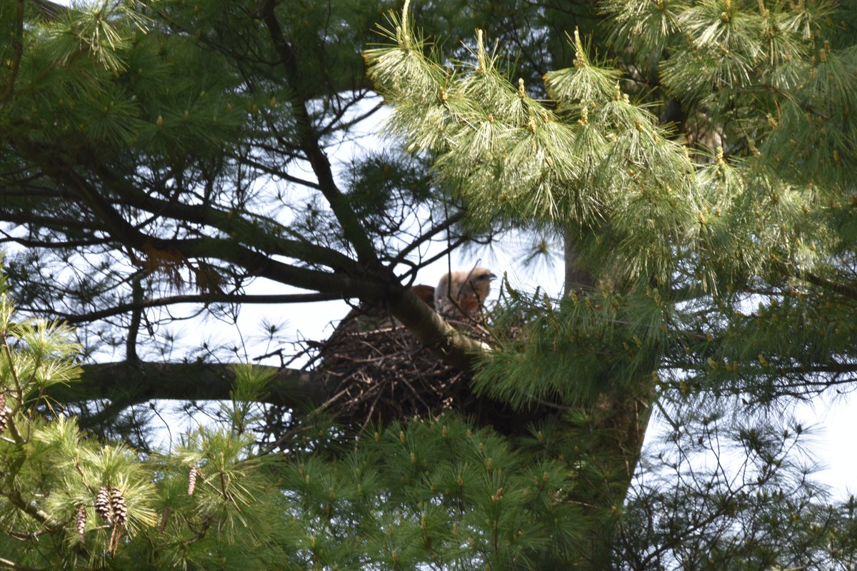 The Hawks nest on Flatbush in Brooklyn. Hard to get a good shot.