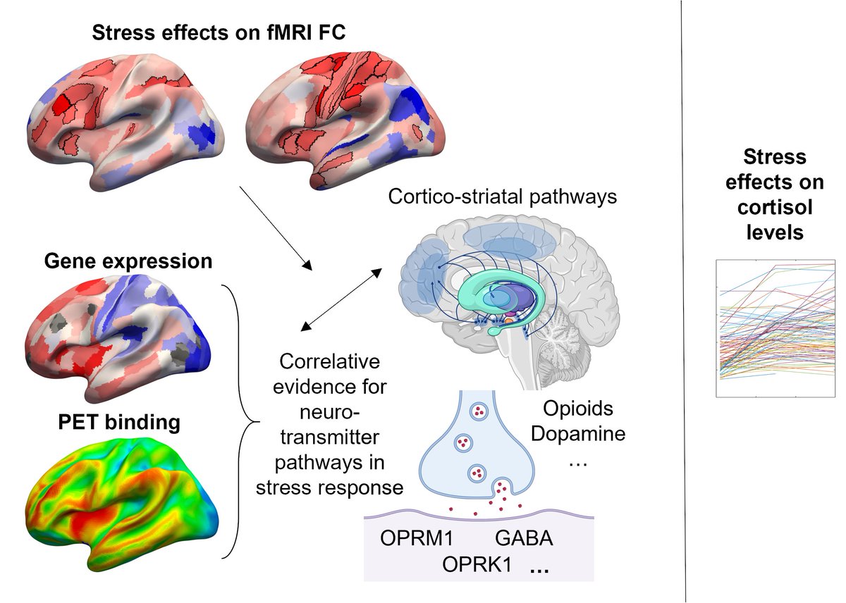 Excited to share the results from our study of acute stress effects on functional connectivity in younger adults with and without major depression with @mariaironside and @DiegoPizzagalli. Now out in @BiologicalPsyc1: biologicalpsychiatryjournal.com/article/S0006-… 1/