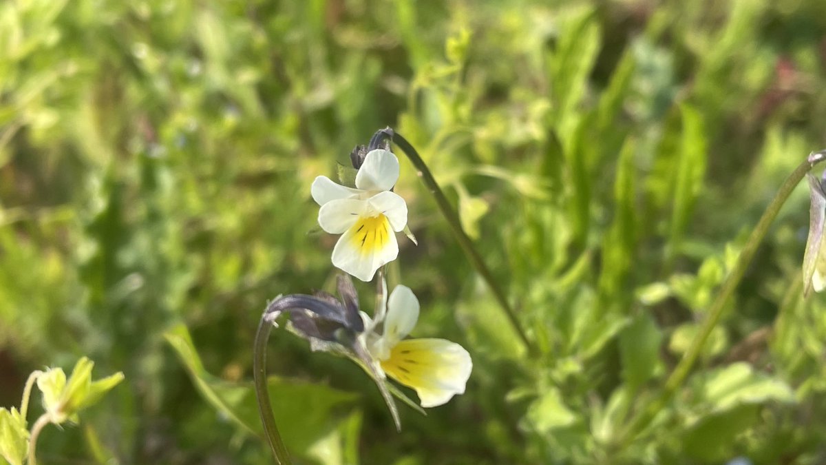 Field Pansy Small is beautiful Don’t underestimate its importance