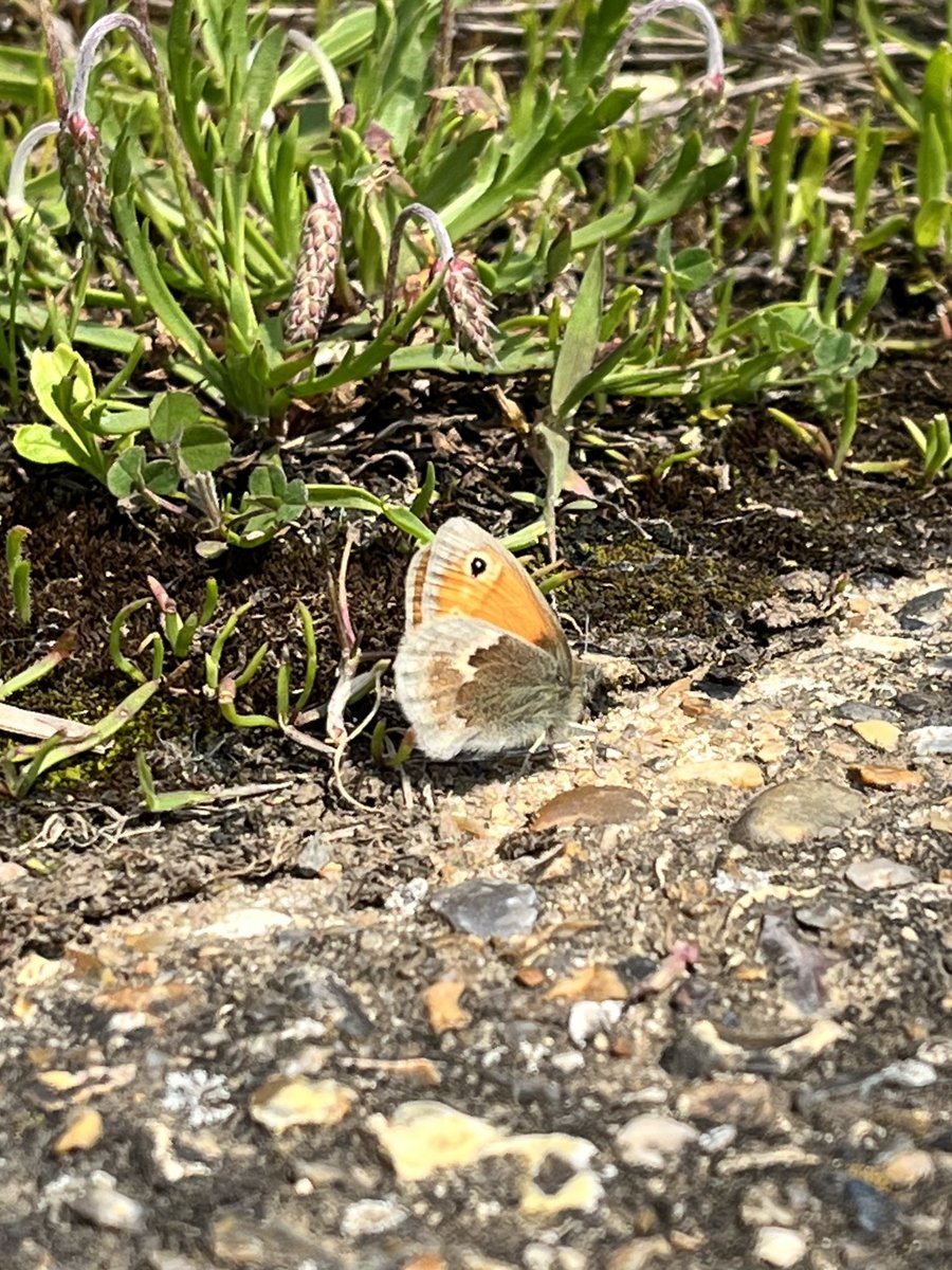Small Heath Butterfly, Coenonympha pamphilus along the Minnis Bay/Reculver sea wall today #Butterflies #Lepidoptera