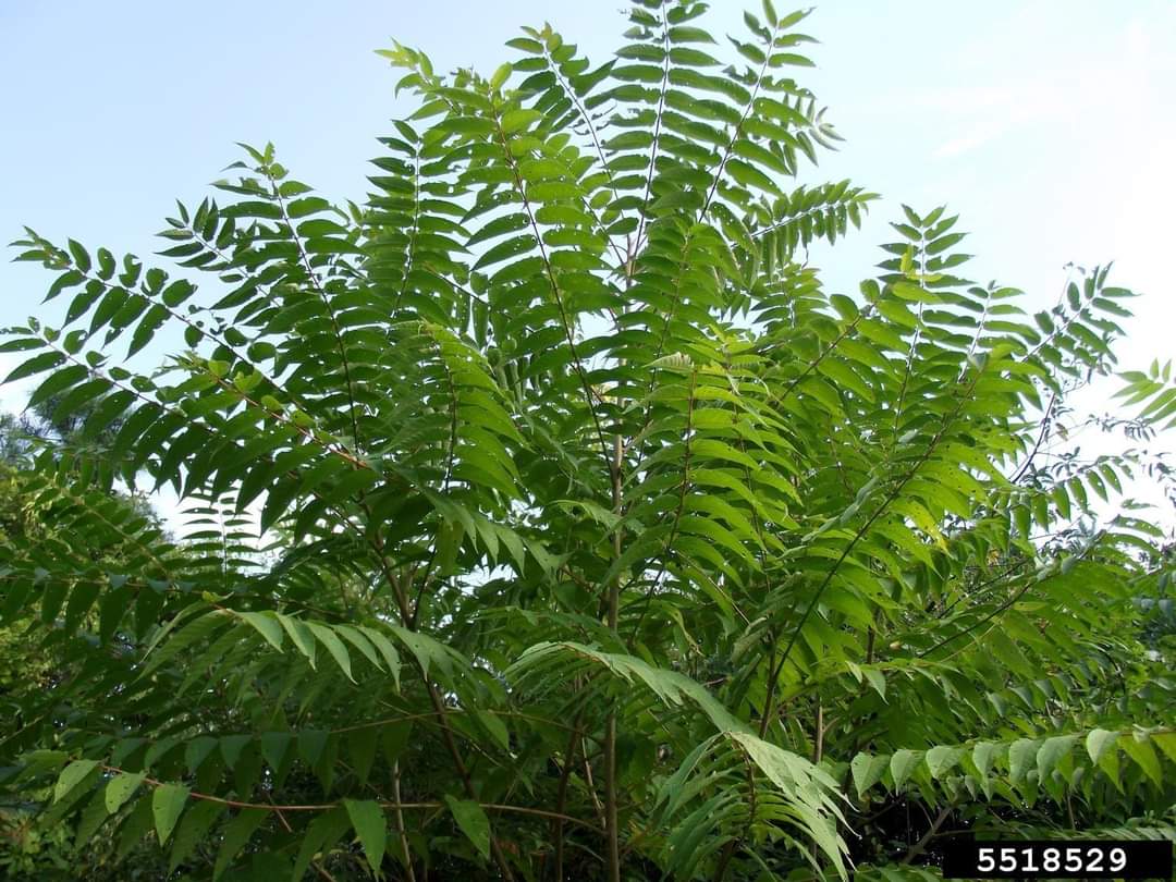 The_UFO_Case's tweet photo. "The morbidly lowly intelligent #neophyte-haters stubbornly claim that certain neophytes are invasive plants, when in fact they are not, such as the TREE OF HEAVEN, BLUEBELL TREE, BUTTERFLY BUSH  AND CHERRY LAUREL, which absorb a particularly large amount of CO2 from the atmosphere." #BillyMeier  CR866

#ufotwitter 
#UFO 
#ufoX 
#Aliens
#spirituality
