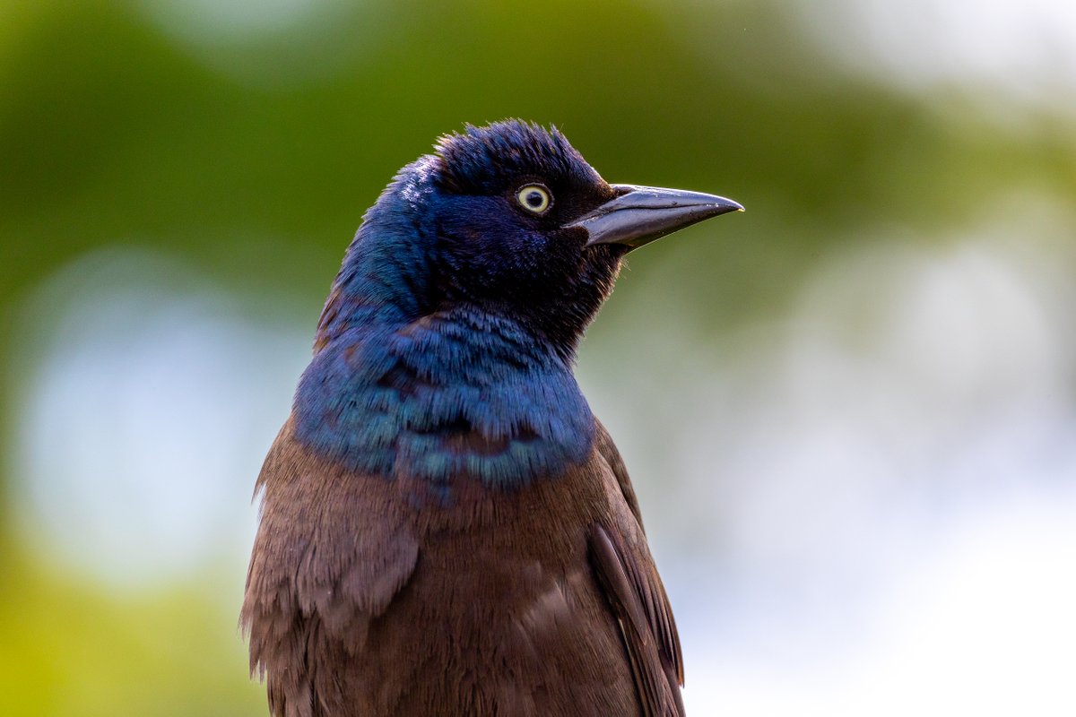 Here's GQ saying 'Get my good side' #grackles #comongrackles #birds #birding #nature #wildlife #birdfriends #birdphotography #photography #saturdayvibes #saturdaymood