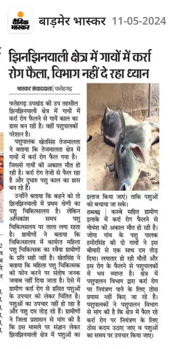 इस बीमारी से #बाड़मेर के अलावा किस किस जिले में #गायों को चपेट में लिया हे #कॉमेंट #पशुमित्र @Akhileshmeena_ @chhoturam1880 @dr_sanju__