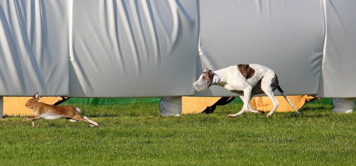 #LE24 candidate Siobhán Ambrose (Fianna Fail, #Tipperary #Clonmel) is a supporter of cruel hare coursing. She said 'there was no scientific evidence to support a ban on coursing' and has attended the coursing crueltyfest in Clonmel 👎👎 banbloodsports.wordpress.com/2019/11/19/tip… #le2024