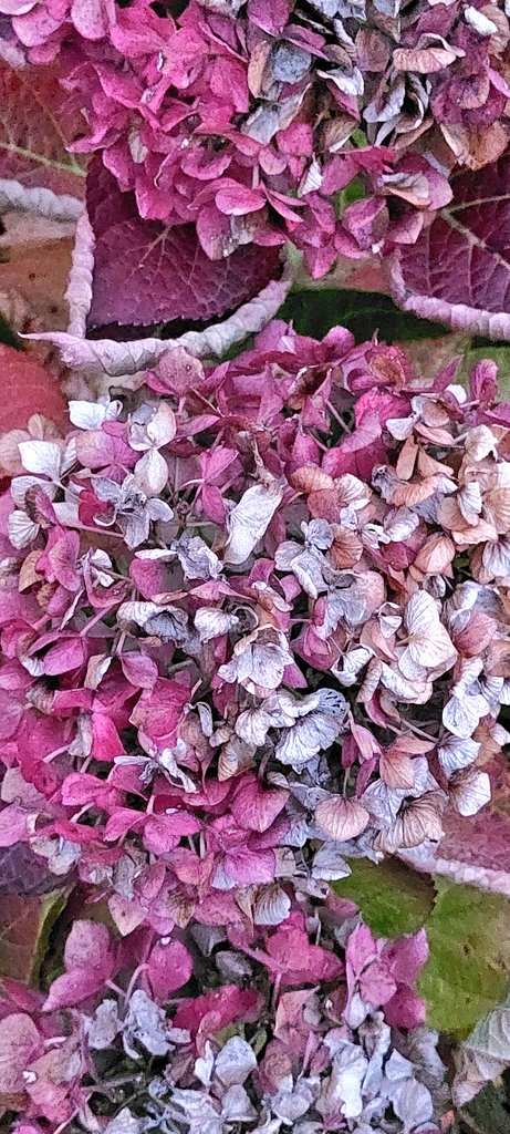 Share a photo that evokes the fleeting moments in nature, highlighting the beauty of change and decay.

Mine.. 👇🏼

#NilaPix #Hydrangea #Old #Dry #Flowers #Leaves #Pink #Perennial #Fall #Colors #Change #Colorful #FallVibes #Gardening #GardeningTwitter #GardeningX #Nature…