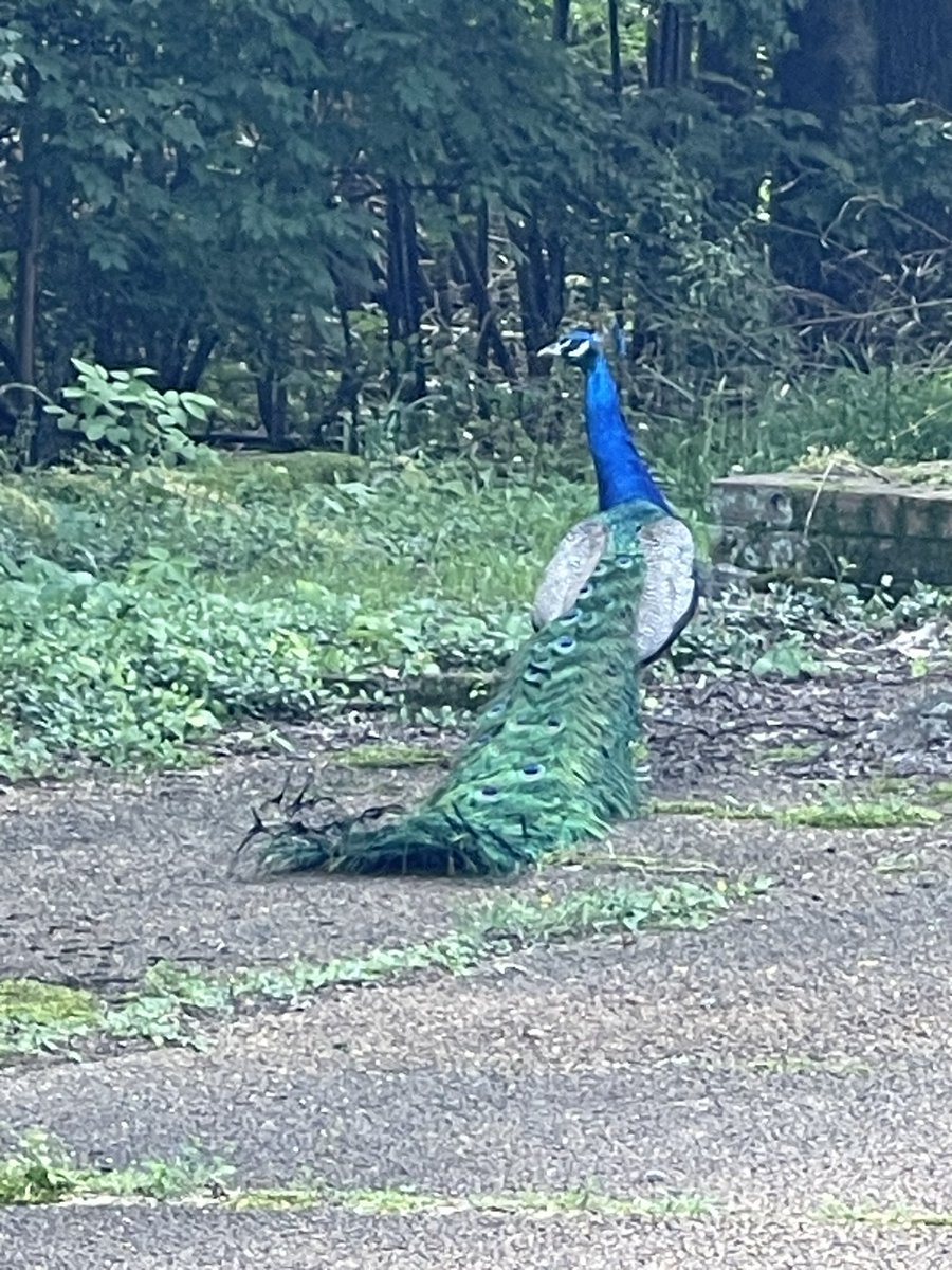 Neighborhood peacock, a couple streets away from my cul-de-sac. Neighbor says he just showed up a year ago, now hangs out here, probably looking for a pea hen to settle down with. Pretty boy.