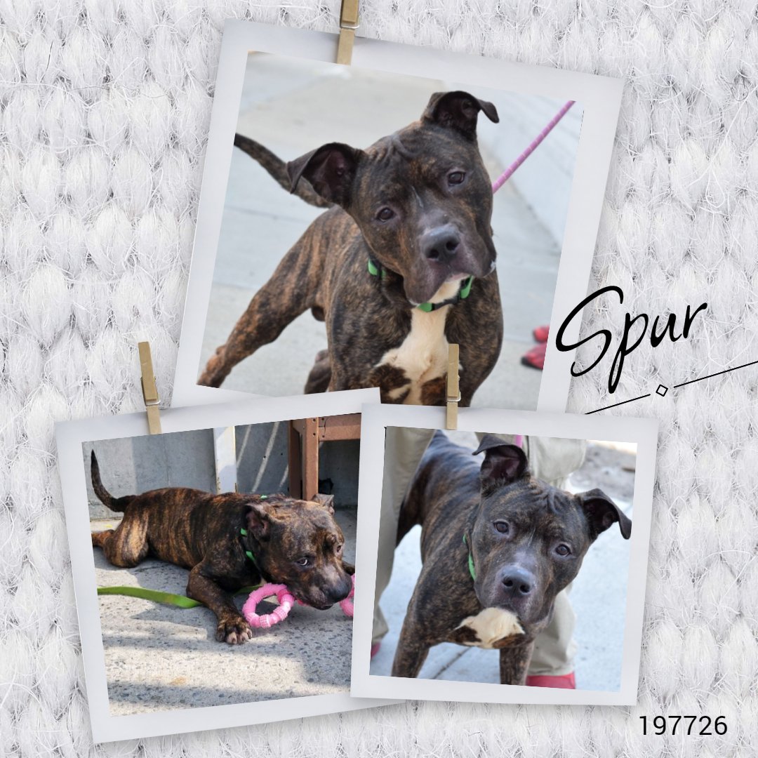 🚨Last call for Spur, he is under kill command now. Earned best possible behavior rating. Fun, friendly, playful, good leash-walker, super cute & dog friendly. Just 1-y/o. Anyone for Spur? *More pics below*