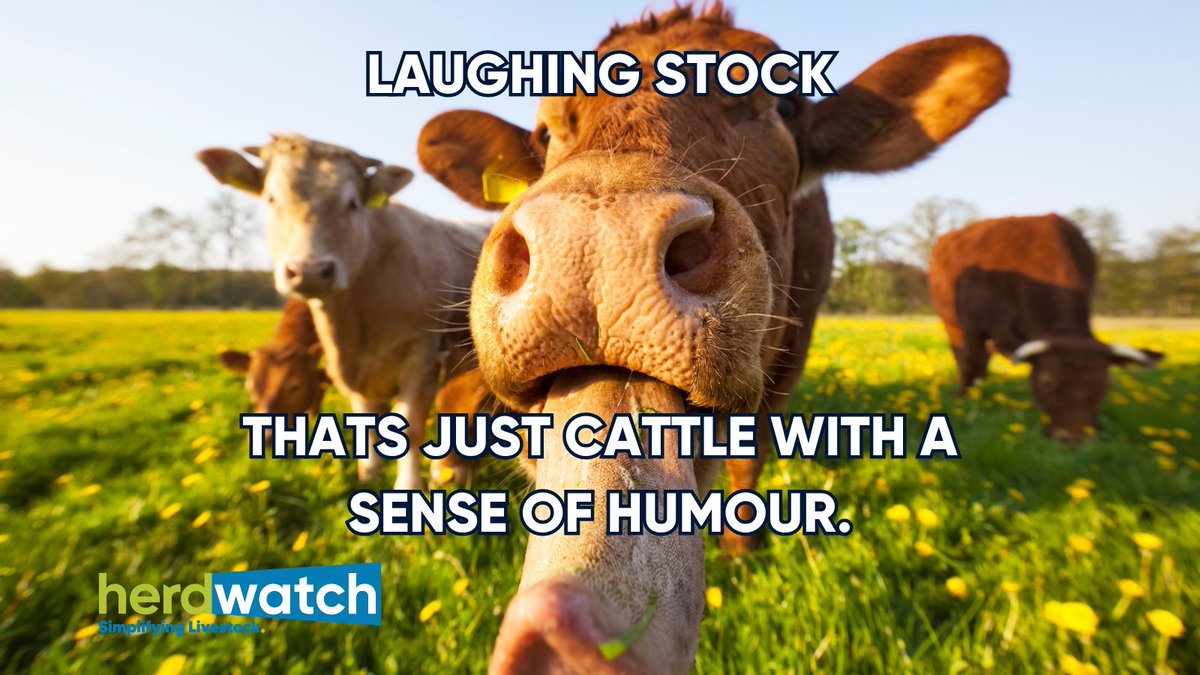 Happy Weekend!☀️🐏🐮 #meme #cows #herdwatch #farming