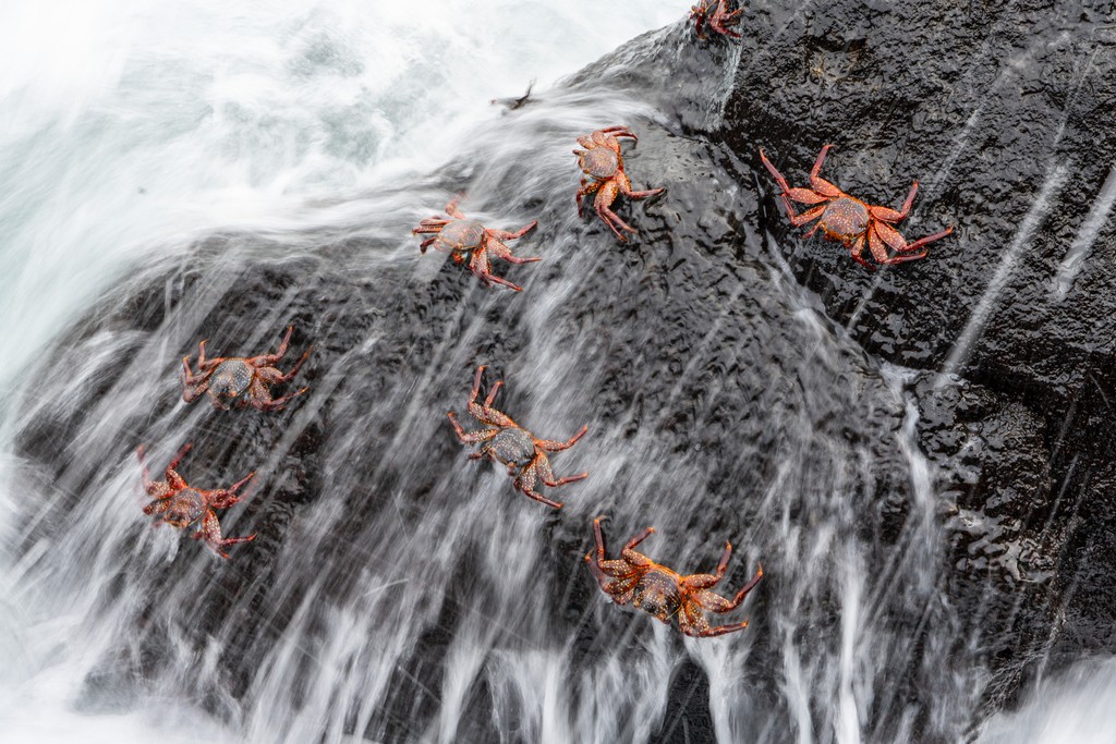 Dive in with the one-of-a-kind animals at home in The Galápagos Islands: youtube.com/watch?v=tBxBNW… Photos by @cmittermeier #nature #ocean #crab