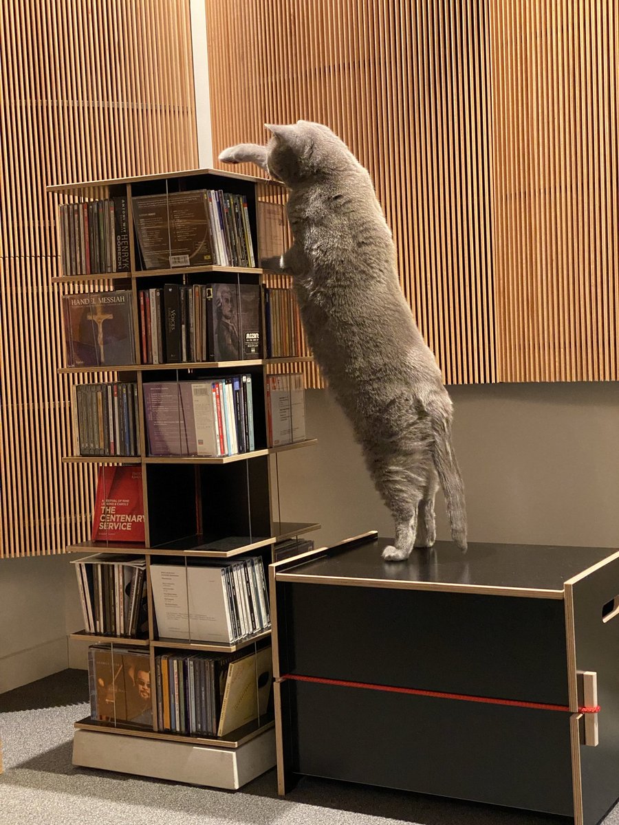 What shall I listen to next? 😹 🎶 #CatsOfTwitter #Caturday