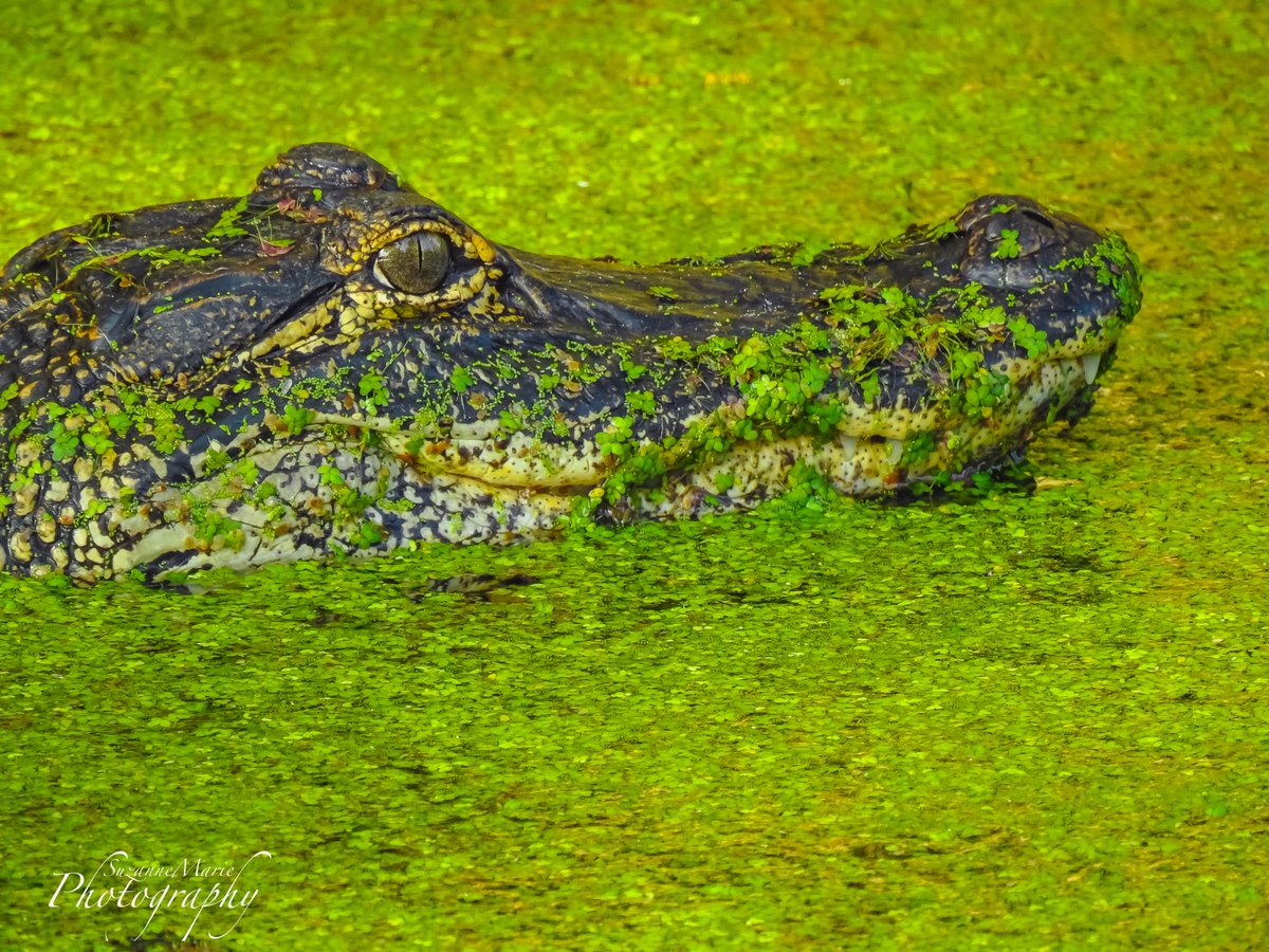 Eye of a Gator

#wildlife #birdphotography #wildlifephotography #photography #naturelovers #photooftheday #photographer #florida #plantcity #tampa #wildlifephotographer #naturephotography #animalphotography #wildlifephoto #wildlifeplanet #circlebbarreserve