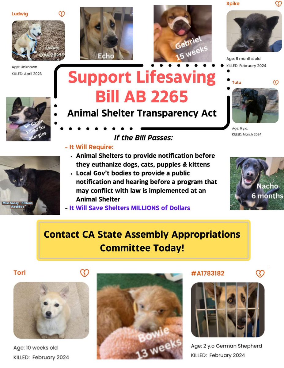 1 phone call. 1 email. And future dogs like these who were killed will live. Help us pass this bill. Take 5 minutes  now to save dogs & cats. Voice your support for the Shelter Transparency bill AB-2265. I will be lobbying Tues in Sacramento, with a large purse! #tailsofjoy
