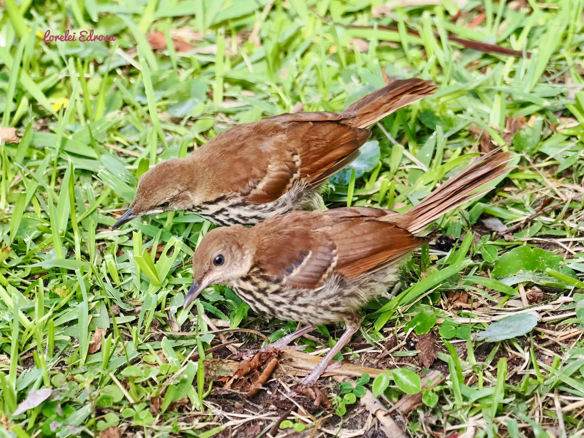 From the archives May 2023 Brown thrasher babies Fl., USA