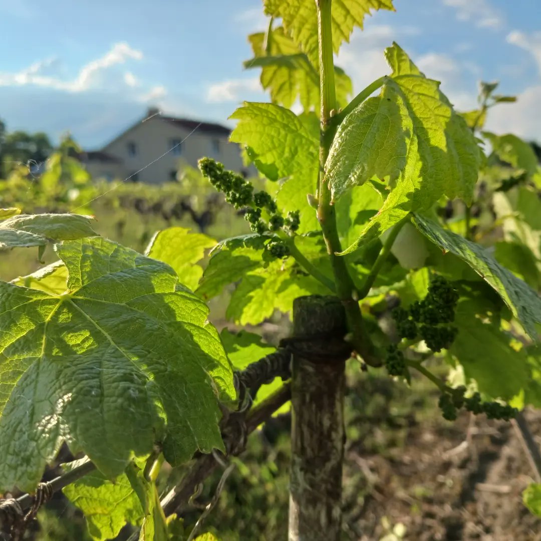 VinsCheneau's tweet photo. On profite du beau temps pour effectuer une première tonte de notre parcelle de Muscadet Sèvre et Maine Mouzillon-Tillières ainsi que pour faire un petit tour dans les vignes en famille pour contempler les futures grappes du millésime 2024. #Muscadet #Vinbreton #Loirebretonne https://t.co/JMopbYZTGv