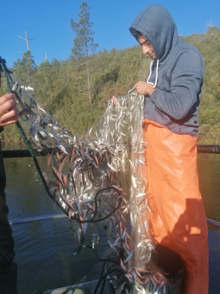 Here is a small example of our gill nets with the invasive bleak in PT reservoirs! #lifepredator project @LIFEprogramme @MAREscience
