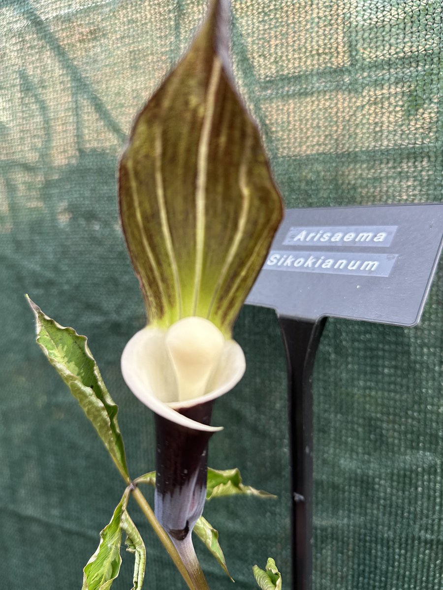 Such a cool looking flower on this arisaema #gardening