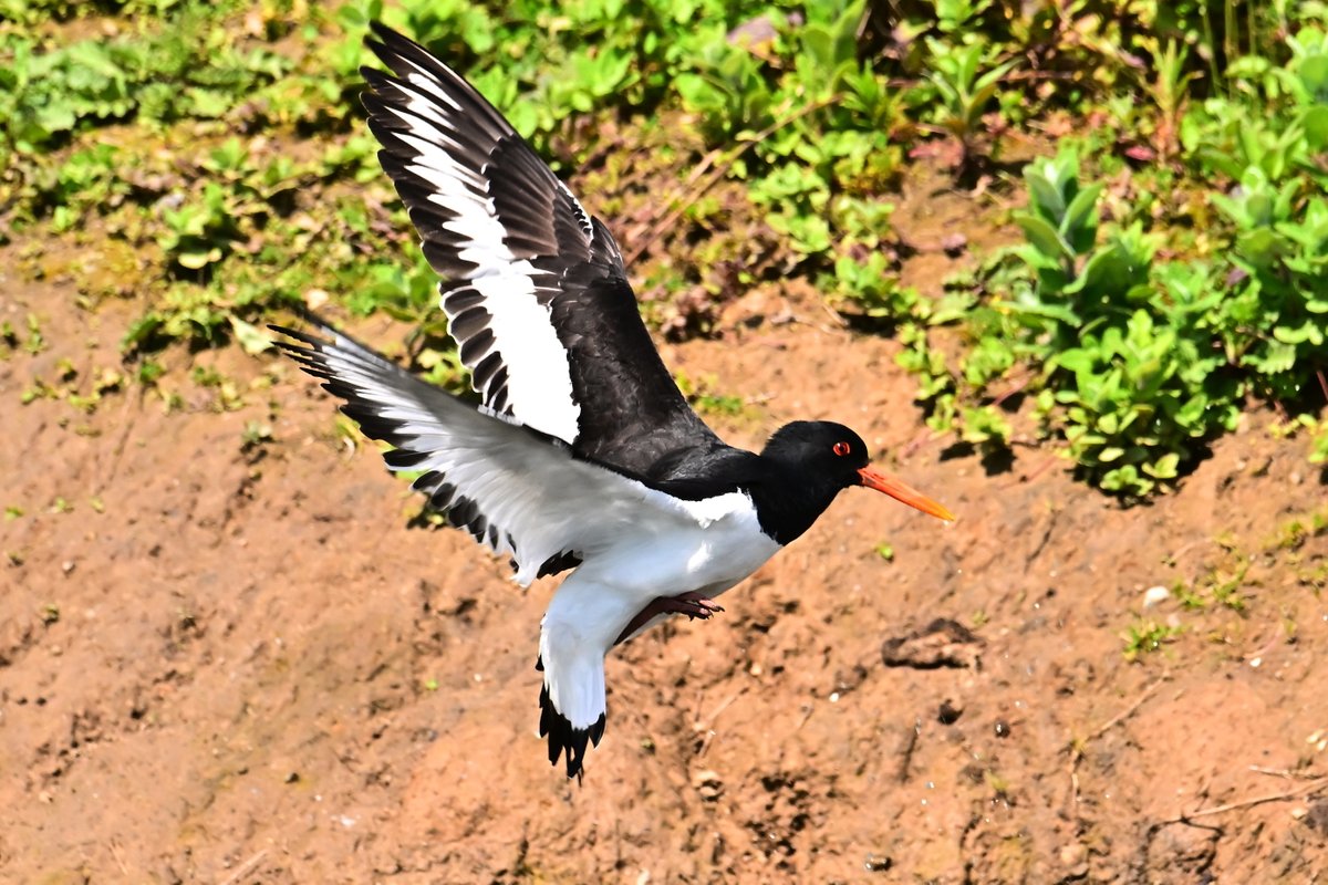 📷 Huîtrier pie - Haematopus ostralegus - Eurasian Oystercatcher. #birds #oiseau #nature #NaturePhotography #BirdTwitter