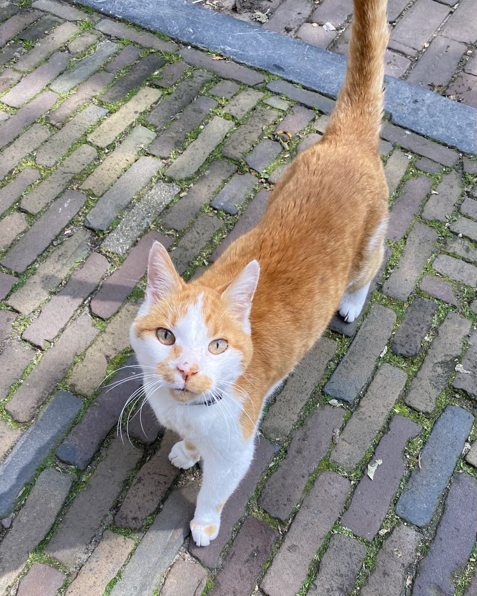 In the spirit of diversity I’m introducing Louis 🐈 . He prowls the canals of #Utrecht and regularly breaks into my GrrlHumans hotel in the #Netherlands. He wouldn’t last a second in my house 😈 but Grrl can dream that someday I will make space for a feline friend.