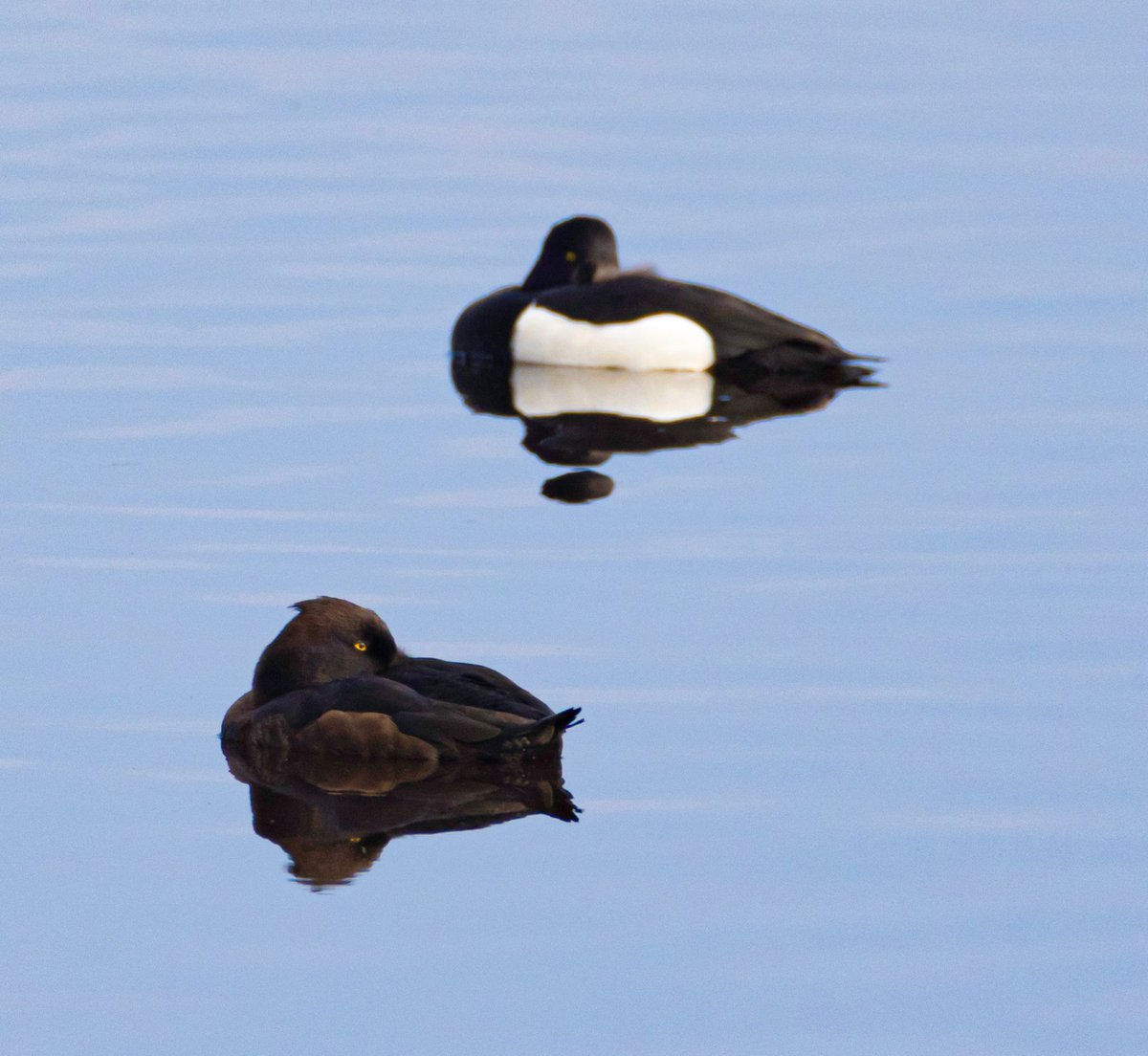 Partners. Tufted Ducks Rspb Loch Leven @RSPBScotland @Natures_Voice @VisitLochLeven