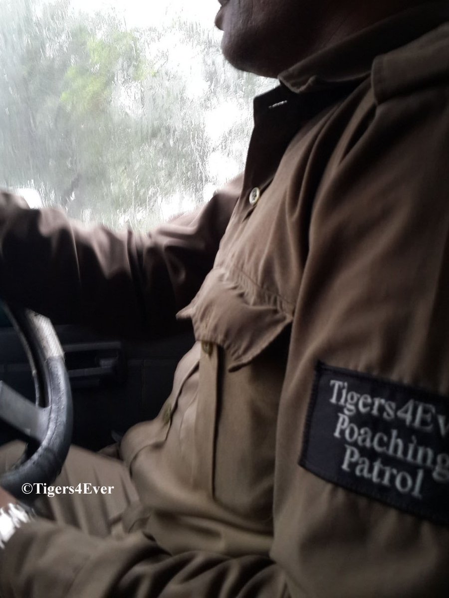 Tigers4Ever2010's tweet photo. This week another 55 full uniforms &amp; pairs of sturdy boots were delivered for the brave men &amp; women who risk their lives to keep wild #Tigers safe. Tigers4Ever has equipped 420 patrollers with new kit this year. 180 more sets are needed still:  https://t.co/gKDA8GjH9o https://t.co/WkbN2MYEzH