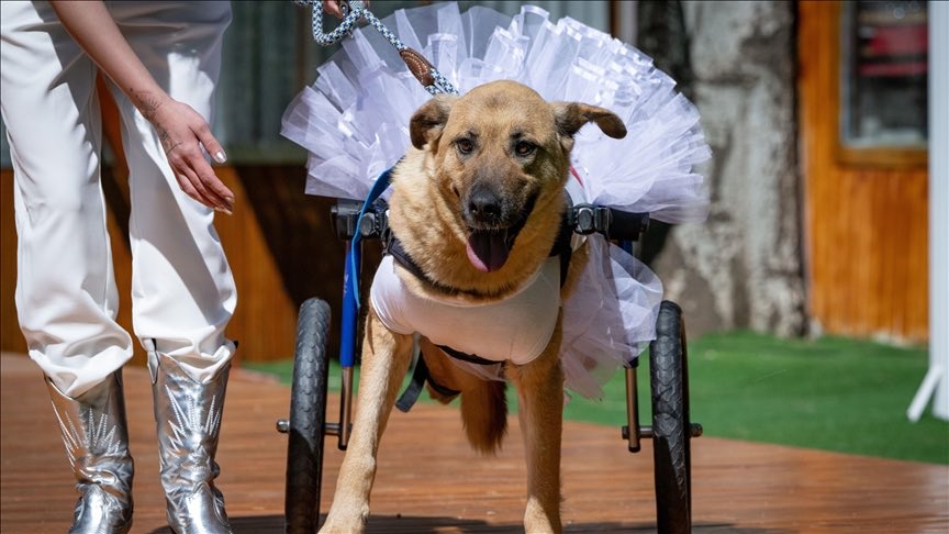 Ankara'da, 6 Şubat depremlerinde enkazdan çıkarılan, çeşitli kazalar ya da insan şiddeti sonucu engelli kalan kedi ve köpekler, düzenlenen defilede kendileri gibi engelli dostlarının tedavileri için mankenler eşliğinde podyumda yürüdü.