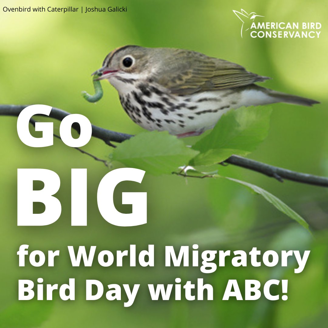 World Migratory Bird Day is the perfect opportunity to support ABC by becoming a member. In celebration, we're going BIG for birds — and you! — with a dollar-for-dollar match & an exclusive gift for qualifying contributions from @AmyTan! bit.ly/4aiFzW6 #WMBD #ABCbirds