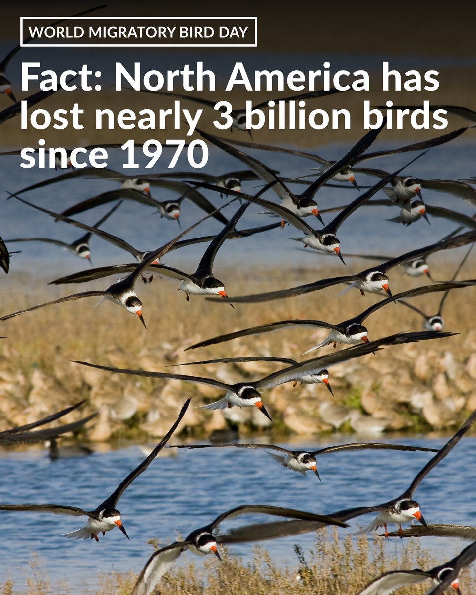 This #WorldMigratoryBirdDay, we’re looking to one of the vital ecosystems they rely on as habitat and way stations: Coastal wetlands.

Protecting them benefits wildlife and people alike. #WMBD2024 pew.org/3WBPDqc