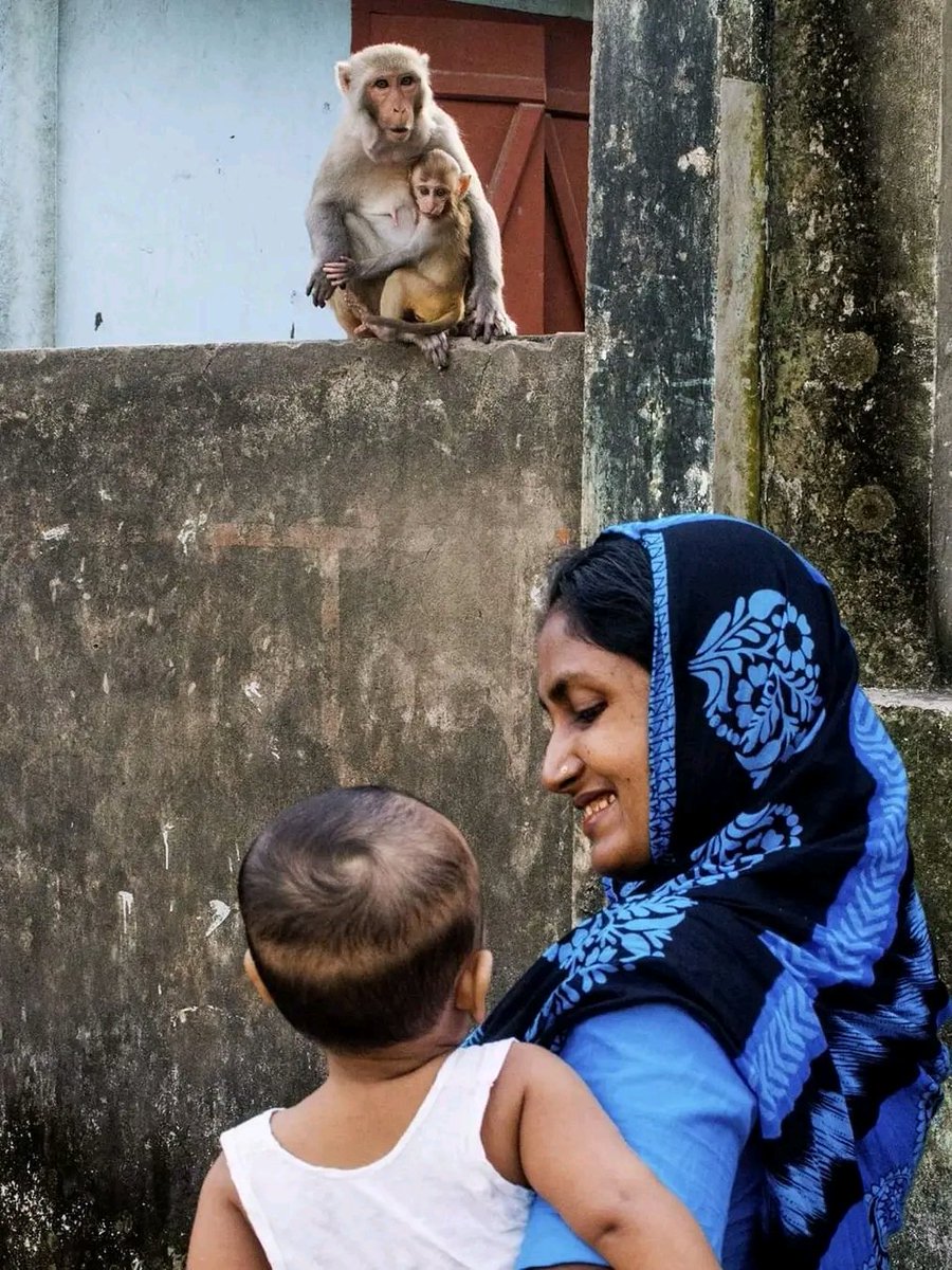 Mothers Love Is Unique Among All Species 

📸 Ayman Nakib 

Somewhere Around Dhaka #Bangladesh