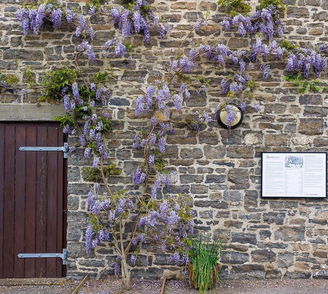 The draping racemes of the early flowering Wisteria, which you’ll find on the old cowshed building down at the bottom of the gardens, have a delicate sweet scent that adds an additional layer of intrigue to this area. 📸 by Nigel McCall