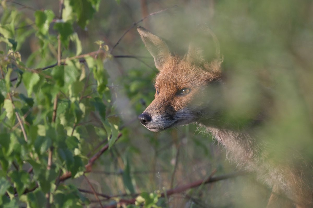 A beautiful morning at Neumann’s & Ashton Flashes, a young vixen on the prowl. @marburypatch