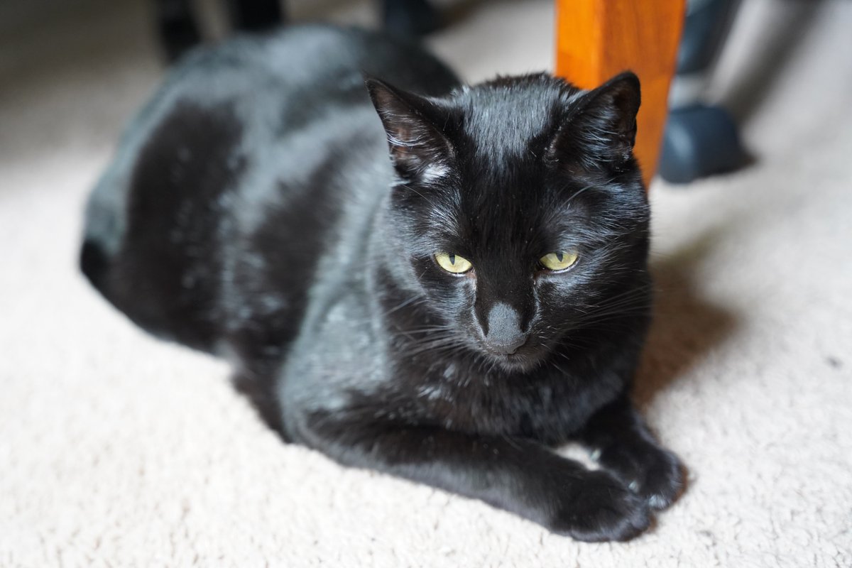 Daisy is sitting like a polite little lady! #Caturday #panfursquad #blackcats #CatsOfX