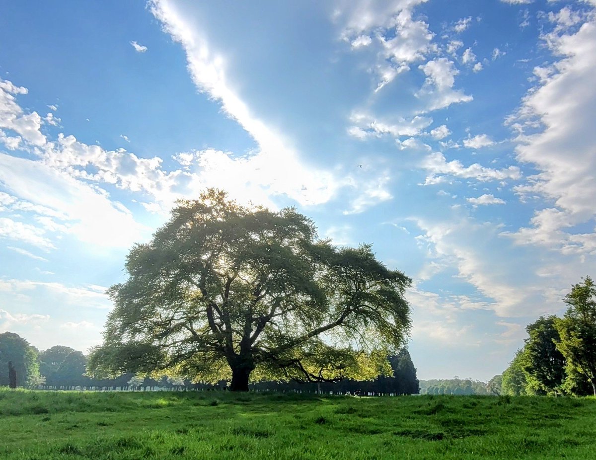 Today wherever you are, sun, sky and the wonderful mature Beech. Fagus sylvatica, Feá. @phoenixparkOPW